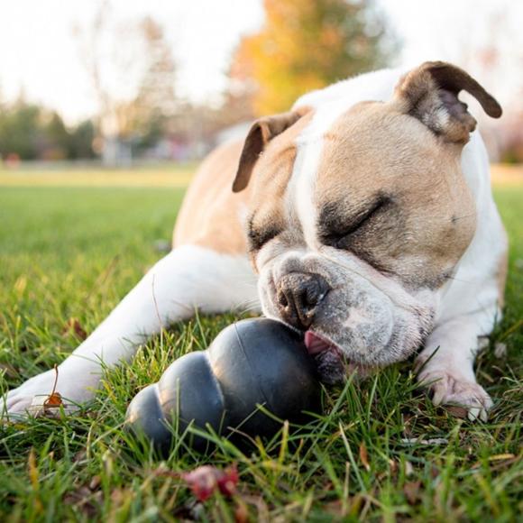 KONG Extreme - Foderaktivering til hunde