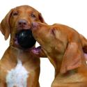 KONG Ball Extreme - Interaktiv foderbold til hunde
