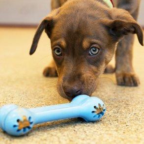 KONG Puppy Goodie Bone