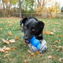 KONG Genius Mike - Interaktiv foderaktivering til hunde, Large