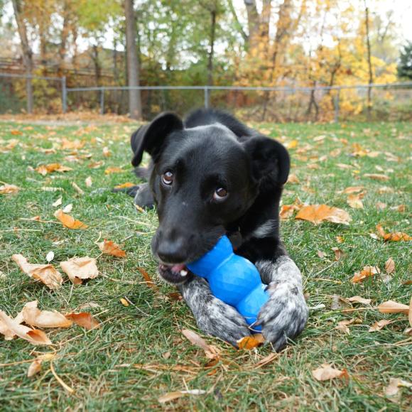 KONG Genius Mike - Interaktiv foderaktivering til hunde, Large