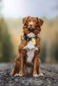 Orbiloc Dog Dual Yellow