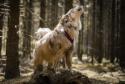 Orbiloc Dog Dual White