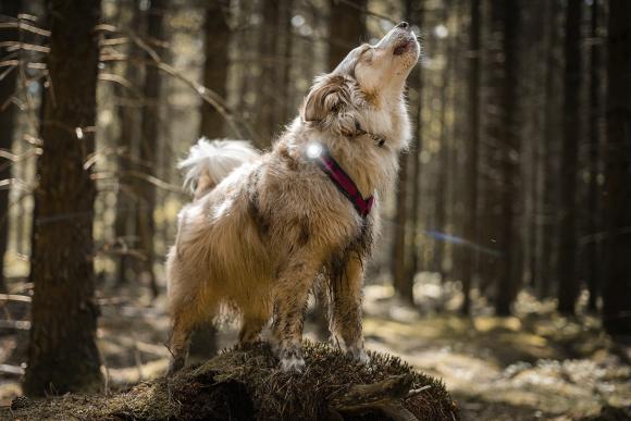 Orbiloc Dog Dual White
