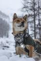 Orbiloc Dog Dual White