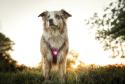 Orbiloc Dog Dual Pink