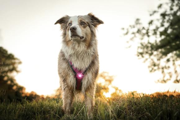 Orbiloc Dog Dual Pink