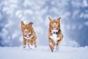 Orbiloc Dog Dual Pink