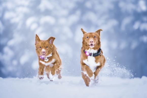Orbiloc Dog Dual Pink