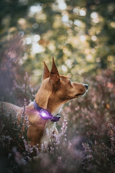 Orbiloc Dog Dual Purple