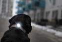 Orbiloc Dog Dual Dark