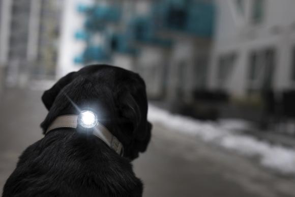 Orbiloc Dog Dual Dark