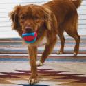 KONG Jaxx Brights bold med reb