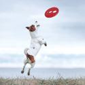 Rogz Yotz RFO Frisbee til hunde