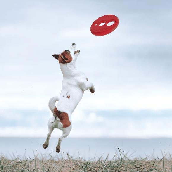 Rogz Yotz RFO Frisbee til hunde