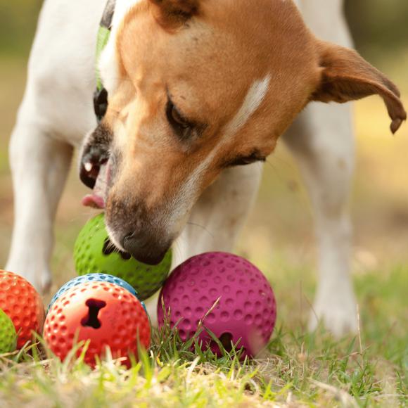 Rogz Gumz Chew Ball