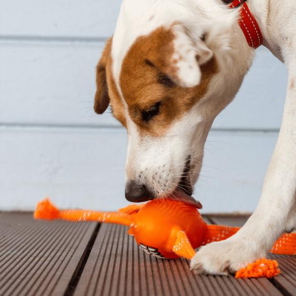 Rogz Flossy Grinz Dental Toy