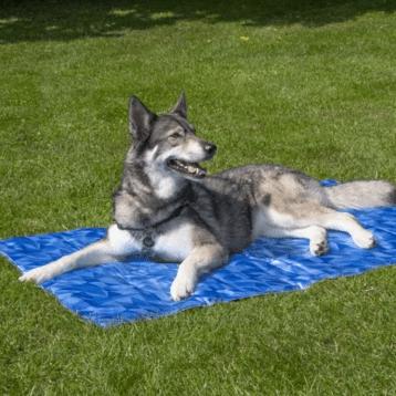 Coolpets Premium kølemåtte til hunde