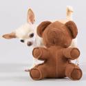 Paikka Teddy Toy