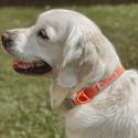 Siccaro, Sealines dog collars