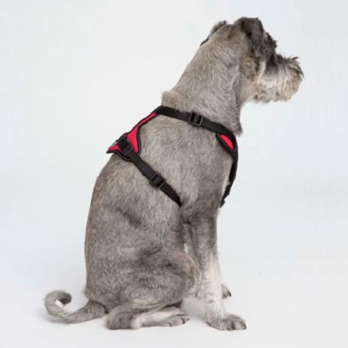 Y-sele til hunde - Sort/rød - Large