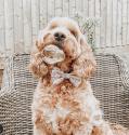 MEATY BUBBLES Roast Chicken - 150ml - Til kat og hund