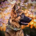 Kraftigt halsbånd til større hunde - Sandfarvet