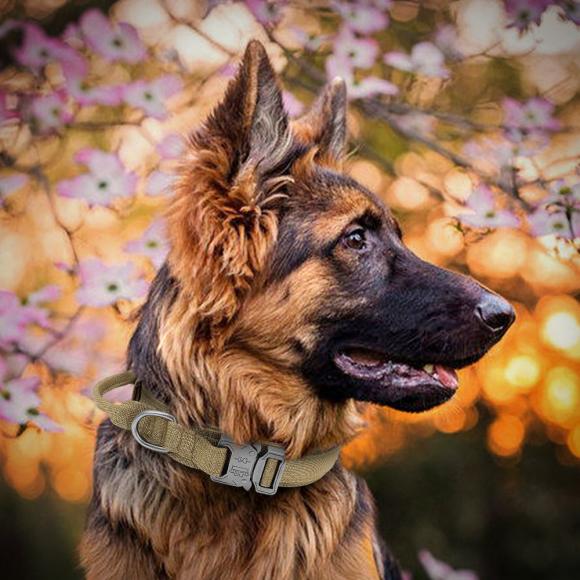 Kraftigt halsbånd til større hunde - Sandfarvet