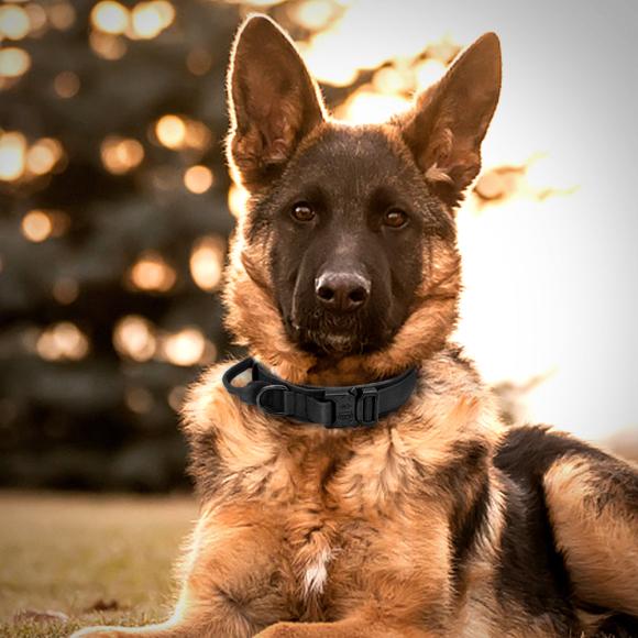 Kraftigt halsbånd til større hunde - Sandfarvet