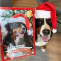 Julekalender til hunde - 4 forskellige snackvarianter