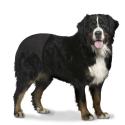 Løbetidsbukser til hund