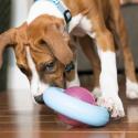 Puppy Gyro godbidsbold til hvalpe - KONG