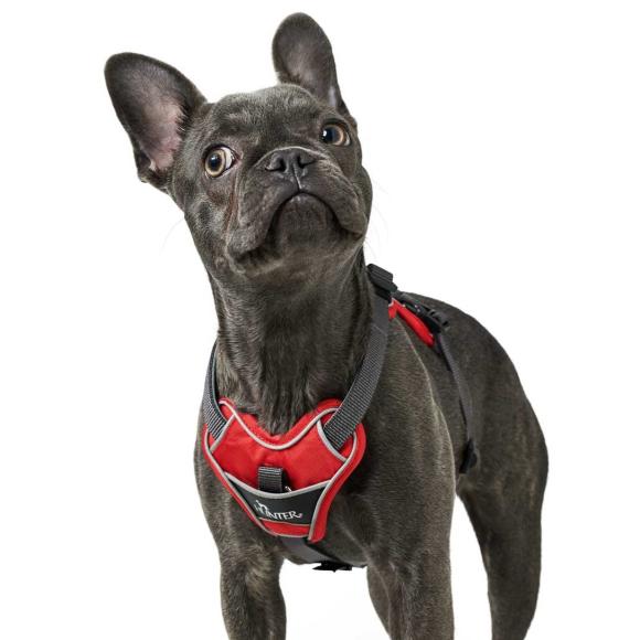 HUNTER DIVO Sele, Rød/Grå