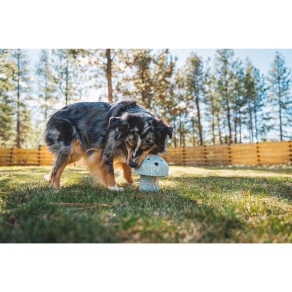 Porcini – Slow feeder & aktiveringslegetøj