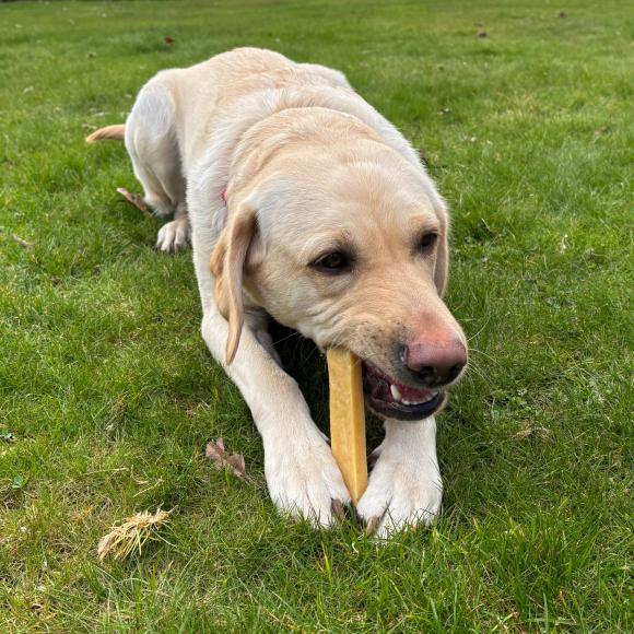 Himalayan Cheese – Naturligt, hårdt tyggeben