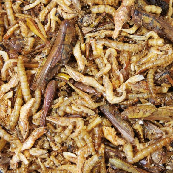 Proteinsnack til hamster og gnavere – 10 g